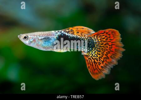 Guppy (Poecilia reticulata, Lebistes reticulatus, Lebistes reticulata), die Tierzucht form Cobra Tuxedo Stockfoto