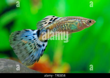 Guppy (Poecilia reticulata, Lebistes reticulatus, Lebistes reticulata), die Tierzucht form Cobra Blau Stockfoto