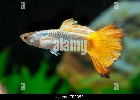 Guppy (Poecilia reticulata, Lebistes reticulatus, Lebistes reticulata), die Tierzucht form Mikarif Kupfer, männlich Stockfoto