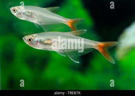 Glas Glas - Redfin bloodfin, Prionobrama filigera (Tetra), Schwimmen, Seitenansicht Stockfoto