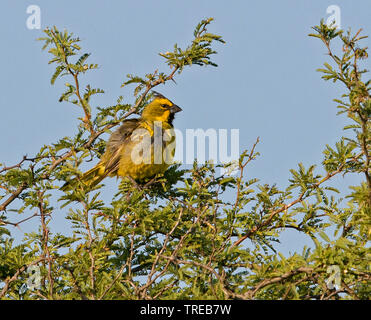 Gelbe Kardinal (Gubernatrix cristata), sitzt auf einem Baum, Brasilien Stockfoto