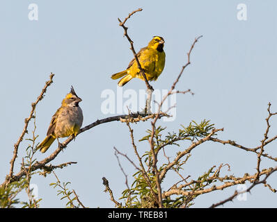 Gelbe Kardinal (Gubernatrix cristata), sitzt auf einem Baum, Brasilien Stockfoto