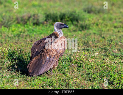 Afrikanische weiß-backed Vulture (Tylose in Africanus), auf dem Boden sitzend, Tansania Stockfoto