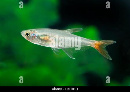 Glas Glas - Redfin bloodfin, Prionobrama filigera (Tetra), Schwimmen, Seitenansicht Stockfoto