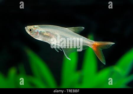 Glas Glas - Redfin bloodfin, Prionobrama filigera (Tetra), Schwimmen, Seitenansicht Stockfoto