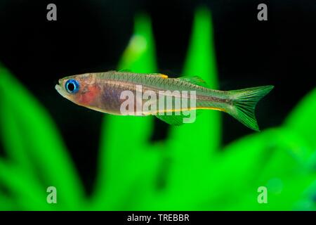 Gegabelte Schwanz rainbowfish (Pseudomugil furcatus, Popondichthys furcatus), Schwimmen, Seitenansicht Stockfoto