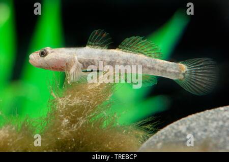 Whitegill Grundel (Rhinogobius duospilus), Schwimmen, Seitenansicht Stockfoto