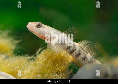 Whitegill Grundel (Rhinogobius duospilus), Schwimmen junge Fische, Seitenansicht Stockfoto