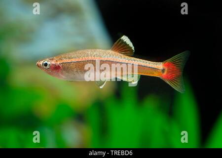 Weiße Wolke, White Cloud mountain Minnow (tanichthys Albonubes), Schwimmen, Seitenansicht Stockfoto