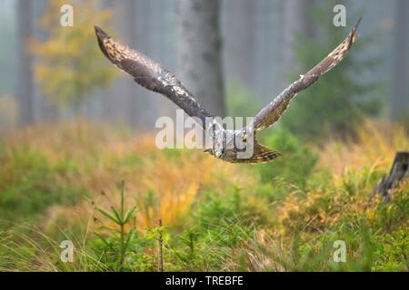 Northern Uhu (Bubo bubo), im Wald fliegen, Tschechische Republik Stockfoto