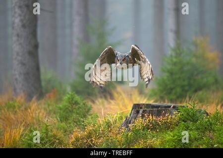 Northern Uhu (Bubo bubo), im Wald fliegen, Tschechische Republik Stockfoto