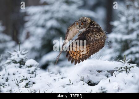 Northern Uhu (Bubo bubo), im Winter Wald fliegen, Tschechische Republik Stockfoto