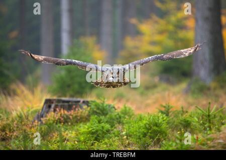 Northern Uhu (Bubo bubo), im Wald fliegen, Tschechische Republik Stockfoto