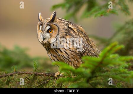 Waldohreule (Asio otus), sitzt auf einem Ast, Tschechische Republik Stockfoto