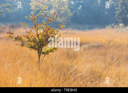 Gemeinsame Eiche, Pedunculate oak, Englischer Eiche (Quercus robur. "Quercus pedunculata"), junge Eiche im Herbst, Niederlande, Brabant, grenzpark Kalmthoutser Heide Stockfoto