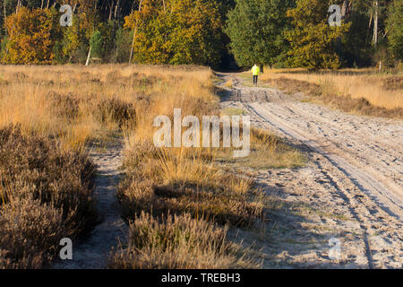 Wanderer auf dem Weg durch die Kalmthoutser Heide im Herbst, Niederlande, Brabant, grenzpark Kalmthoutser Heide Stockfoto