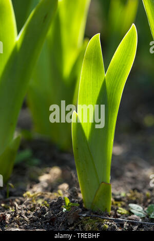 Kleine Traubenhyazinthen, gemeinsame Traubenhyazinthen (Muscari botryoides, Muscari botryoides heldreichii, Hyacinthus), junge Blätter im Gegenlicht, Niederlande Stockfoto