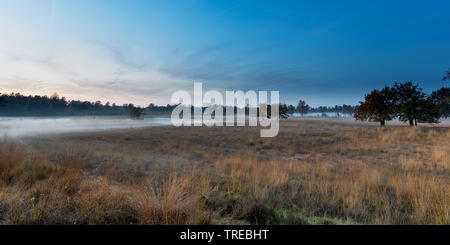 Kalmthoutser Heide im Herbst, Niederlande, Brabant, grenzpark Kalmthoutser Heide Stockfoto