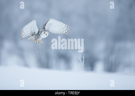 Snowy Owl (Strix scandiaca Nyctea scandiaca,, Bubo scandiacus), im Flug im Winter, Tschechische Republik Stockfoto