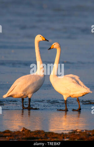 Singschwan (Cygnus Cygnus), im Abendlicht, Deutschland, Niedersachsen Stockfoto