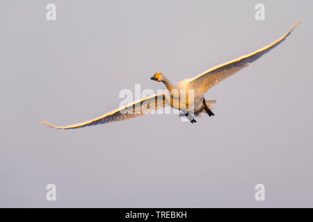 Singschwan (Cygnus Cygnus), im Flug, Deutschland, Niedersachsen Stockfoto