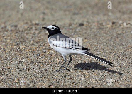 Maskiert, maskiert Bachstelze Bachstelze (Motacilla personata personata, Motacilla alba), auf dem Boden, Usbekistan Stockfoto