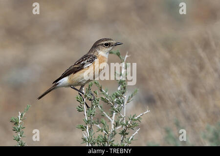 Sibirisches Schwarzkehlchen, asiatische Schwarzkehlchen (Saxicola maurus), Weibliche, Usbekistan Stockfoto