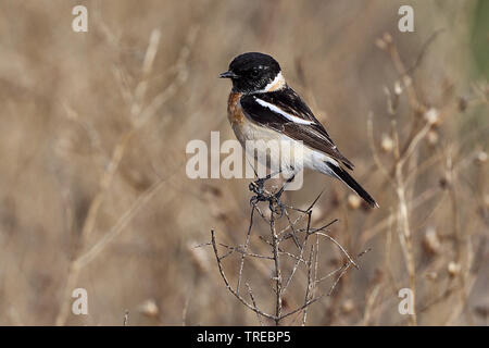 Sibirisches Schwarzkehlchen, asiatische Schwarzkehlchen (Saxicola maurus), männlich, Usbekistan Stockfoto