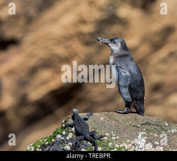 Galápagos-Pinguin (Spheniscus mendiculus), Jugendliche an der felsigen Küste mit Marine iguana, Ecuador, Galapagos Inseln Stockfoto