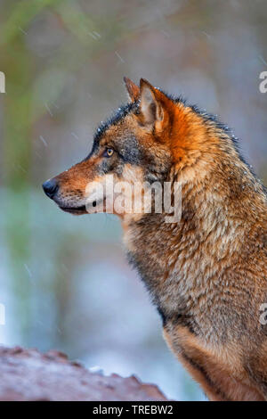 Europäische grauer Wolf (Canis lupus Lupus), Portrait, Seitenansicht, Finnland Stockfoto