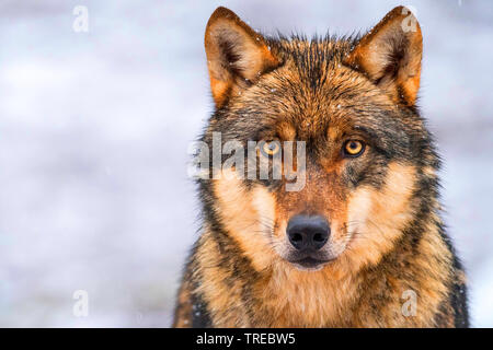 Europäische grauer Wolf (Canis lupus Lupus), Porträt, Ansicht von vorne, Finnland Stockfoto