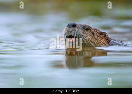 Europäische river Otter, Fischotter, Eurasische Fischotter (Lutra lutra), Schwimmen, Porträt, Deutschland, Niedersachsen Stockfoto