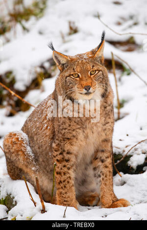 Eurasischen Luchs (Lynx lynx), sitzend im Schnee, Vorderansicht, Deutschland, Bayern Stockfoto