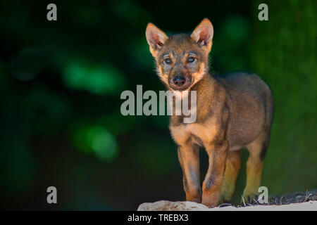 Europäische grauer Wolf (Canis lupus Lupus), Wolf Cub stehend an der Höhle, Vorderansicht, Finnland Stockfoto