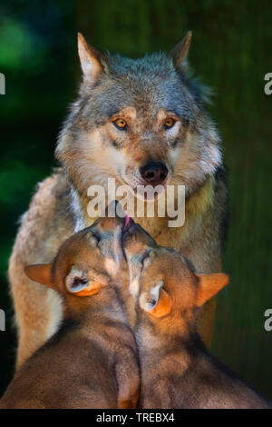 Europäische grauer Wolf (Canis lupus Lupus), weibliche Wolf mit zwei Jungen, Finnland Stockfoto