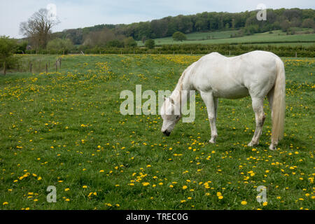 Ein weißes Pferd in der Landschaft in der Nähe von Mechelen die Niederlande Stockfoto