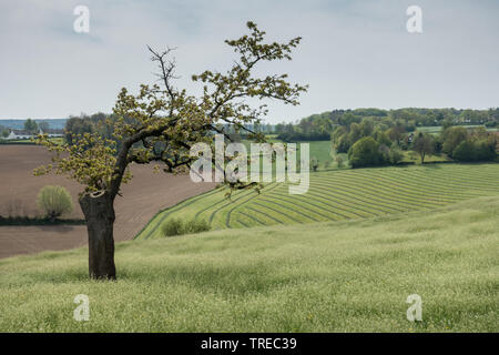 Landwirtschaftliche Landschaft in Mechelen, Niederlande Stockfoto