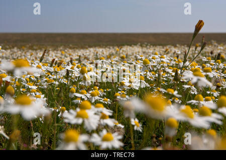 Duftende mayweed, Deutsch, Deutsch mayweed Kamille (Matricaria Chamomilla, Matricaria recutita), blühen auf Brachland, Niederlande Stockfoto