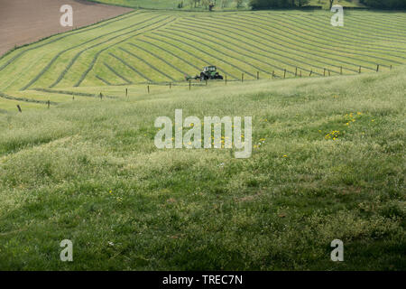 Landwirtschaftliche Landschaft in Mechelen, Niederlande Stockfoto