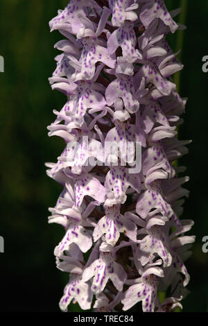 Früh - purple orchid (Orchis mascula), inflorescense, Niederlande, Limburg Stockfoto