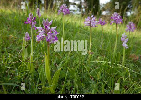 Helm-knabenkraut (Orchis militaris), mehrere blühende Orchideen auf einer Wiese, Deutschland, Eifel Stockfoto
