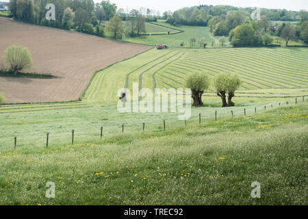 Landwirtschaftliche Landschaft in Mechelen, Niederlande Stockfoto