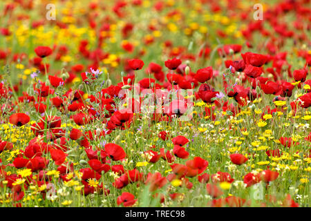 Common Poppy, Corn Poppy, Roter Mohn (Papaver rhoeas), die Vielfalt der Arten in einer Wiese, Griechenland, Lesbos Stockfoto