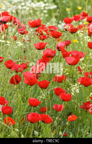 Common Poppy, Corn Poppy, Roter Mohn (Papaver rhoeas), in einem Feld, Griechenland, Lesbos Stockfoto