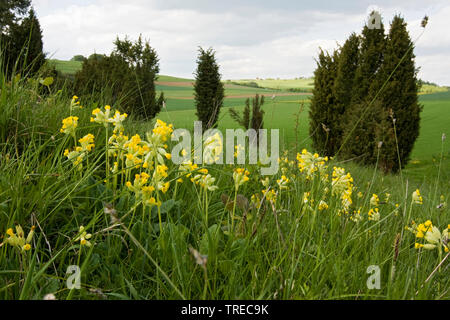 Himmelschlüssel, schlüsselblume Schlüsselblume Primel (Primula Veris, Primula officinalis), blühende cowslips in Habitat, Deutschland, Eifel Stockfoto