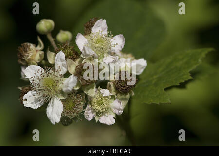 Strauchigen Black (Rubus fruticosus), Blumen, Niederlande, Limburg Stockfoto
