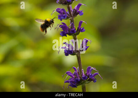 Wiese, Weide Clary Salbei (Salvia pratensis), Blütenstand mit Biene, Niederlande Stockfoto