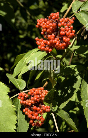 Europäische Rote Holunder (Sambucus racemosa), mit Früchten, Niederlande, Holland Nord Stockfoto