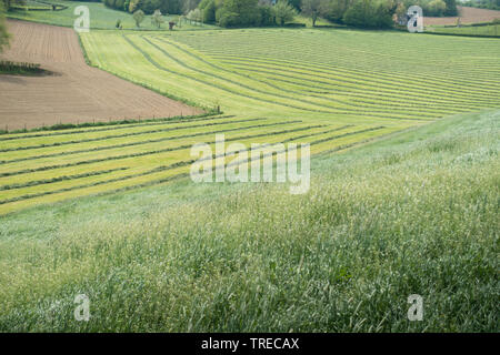 Landwirtschaftliche Landschaft in Mechelen, Niederlande Stockfoto