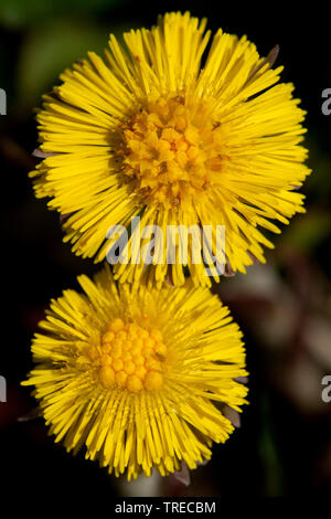 Colts - Fuß, Huflattich (Tussilago farfara), zwei Blumen, Niederlande, Flevoland Stockfoto